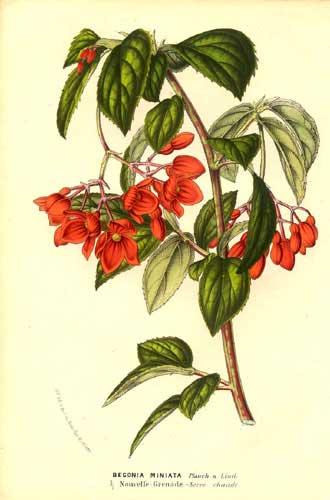 B. ‘Miniata Rosea’